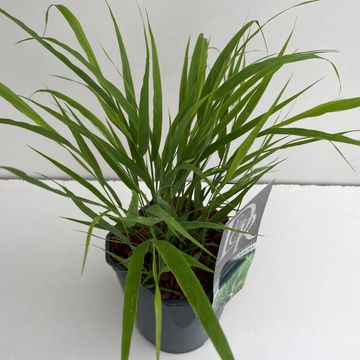 Hakonechloa macra 'Aureola'