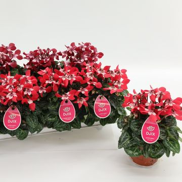 Cyclamen persicum SUPER SERIE DJIX MIX