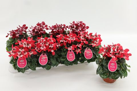 Cyclamen persicum SUPER SERIE DJIX MIX — Plant Wholesale FlorAccess