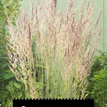 Calamagrostis x acutiflora 'Karl Foerster'