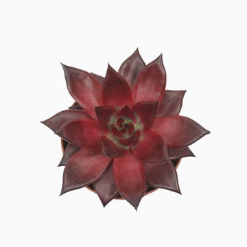 Echeveria agavoides 'Atlas'