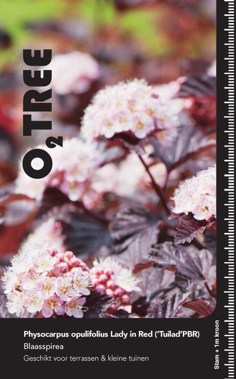 Physocarpus opulifolius LADY IN RED