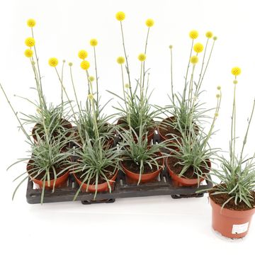 Craspedia globosa 'Golf Beauty'