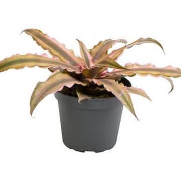 Cryptanthus bivittatus 'Pink Starlite'