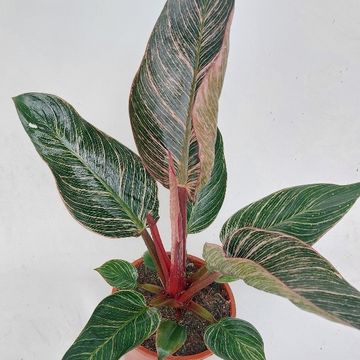 Philodendron PINK BIKINI