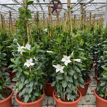 Mandevilla SUMMERSTAR WHITE