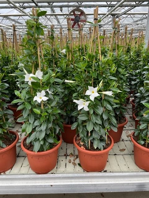 Mandevilla SUMMERSTAR WHITE