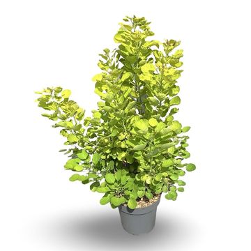 Cotinus coggygria GOLDEN SPIRIT