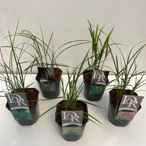 Grasses  MIX (Cammeraat Potcultuur)