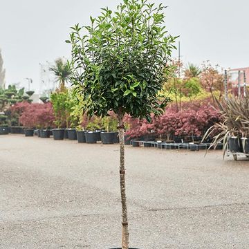 Prunus lusitanica 'Angustifolia'