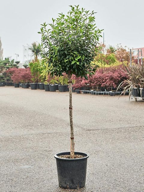 Prunus lusitanica 'Angustifolia'