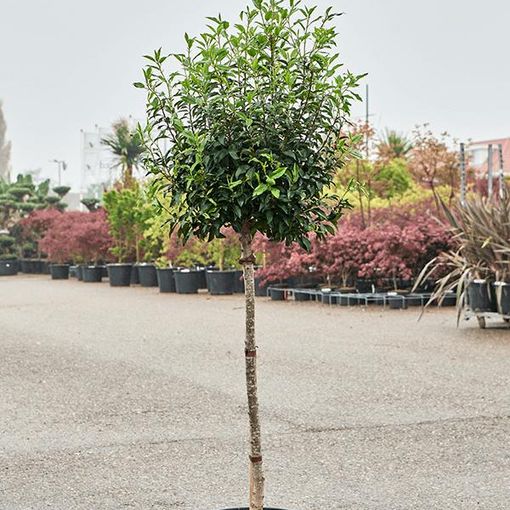 Prunus lusitanica 'Ангустифолия'