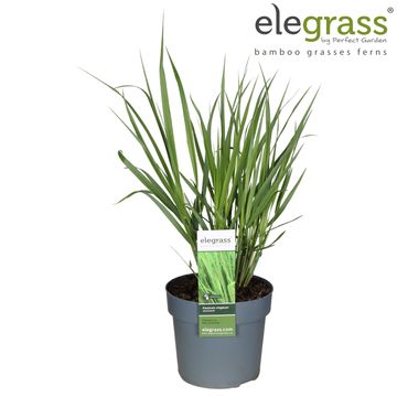 Panicum virgatum 'Northwind'