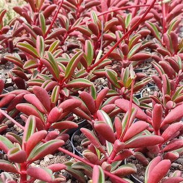 Peperomia graveolens 'Ruby Glow'