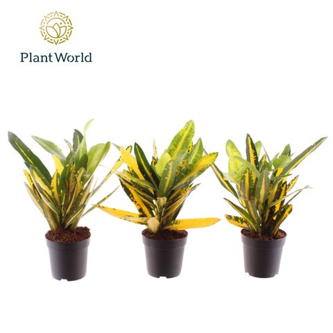 Codiaeum variegatum 'Sunny Star'