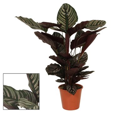 Calathea ornata