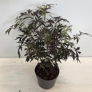 Sambucus nigra BLACK LACE