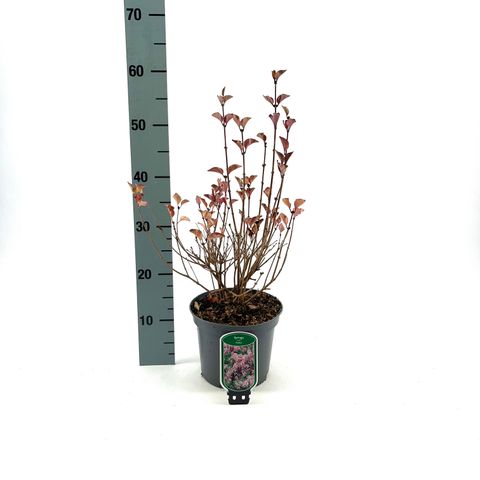 Syringa meyeri 'Palibin'