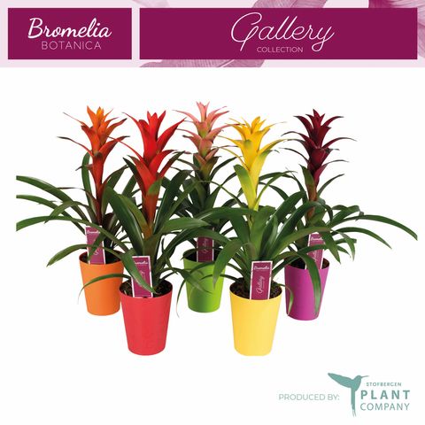 Guzmania MIX