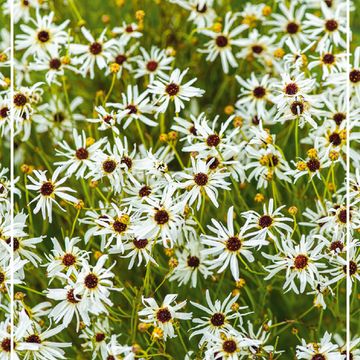 Coreopsis verticillata 'Fool's Gold'