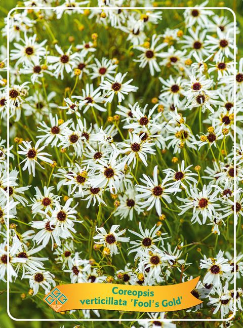 Coreopsis verticillata 'Fool's Gold'