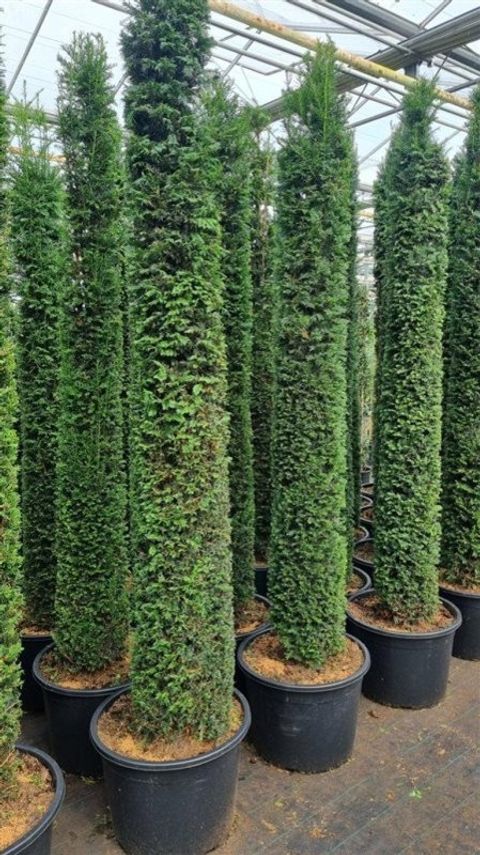Taxus baccata