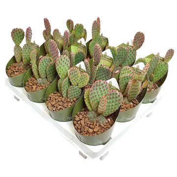 Opuntia microdasys rufida