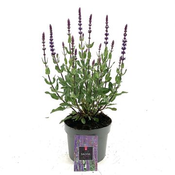 Salvia nemorosa 'Caradonna'