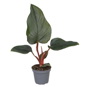 Filodendro Serpens x Squamiferum