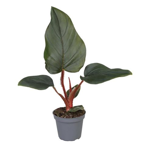 Filodendro Serpens x Squamiferum