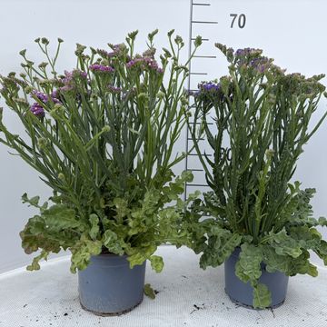 Limonium sinuatum EVERLAST MIX