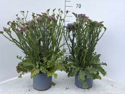 Limonium sinuatum EVERLAST MIX