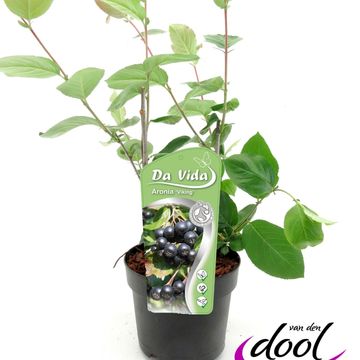 Aronia x prunifolia 'Viking'