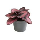 Begonia MAGIC COLOURS RED KISS