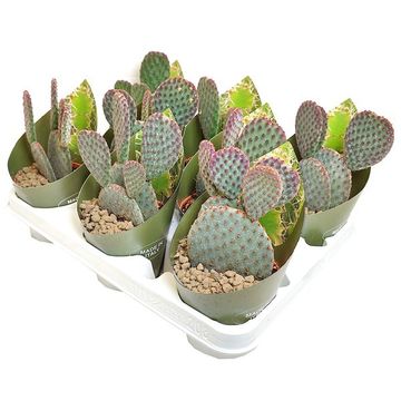 Opuntia microdasys 'Indigo'