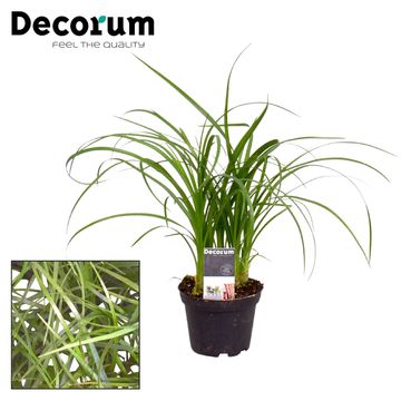 Beaucarnea recurvata