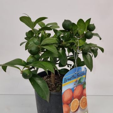 Citrus x limonia 'Rangpur'