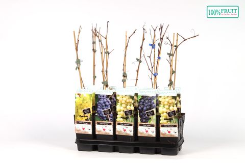 Vitis MIX