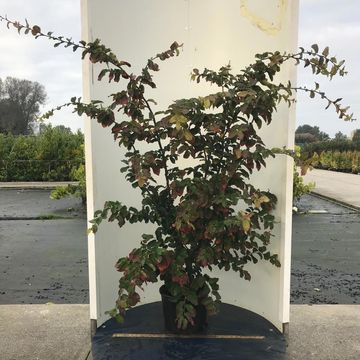 Parrotia persica 'Vanessa'