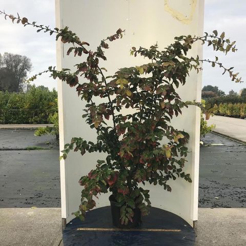 Parrotia persica 'Vanessa'