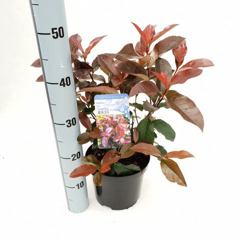 Photinia x fraseri 'Camilvy'