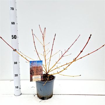 Cornus sanguinea 'Winter Beauty'