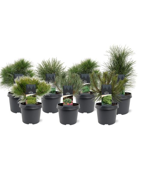 Pinus MIX