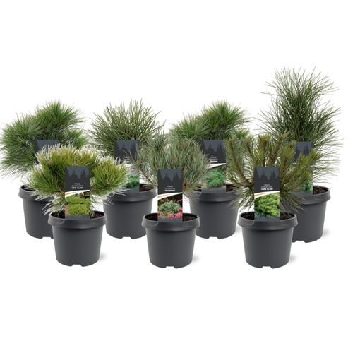 Pinus MIX