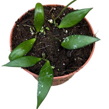 Hoya sp. Sumatra