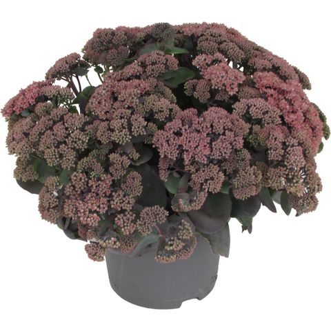 Sedum GLOBE PINK