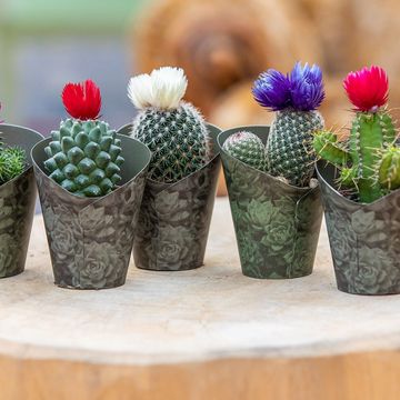 Cactus MIX