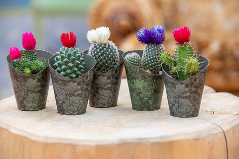 Cactus MIX