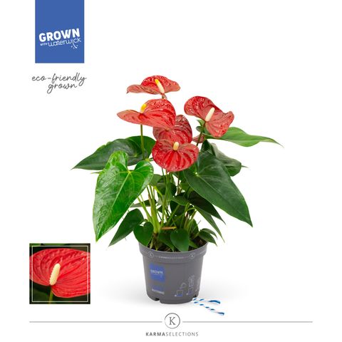 Anthurium SIERRA
