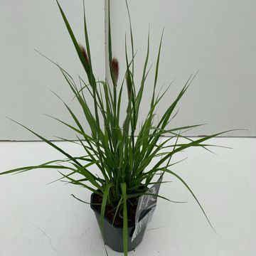 Pennisetum massaicum 'Red Bunny Tails'